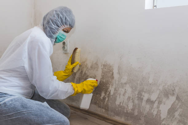 Best Basement Mold Removal  in Lake Mohawk, NJ